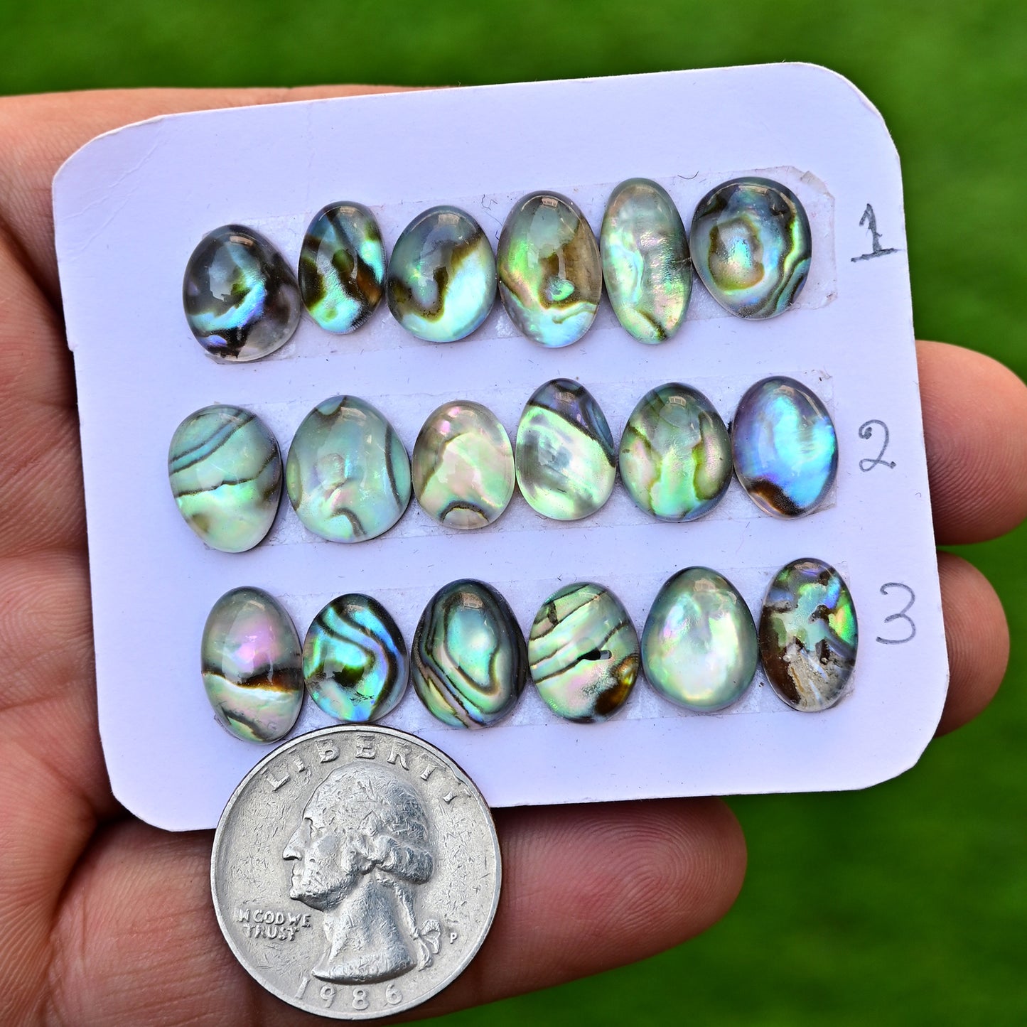 105,8 ct. Abalone-Muschel, glatter Cabochon, 13 x 18 mm – 12 x 16 mm, Edelsteinpaket der Güteklasse AA, insgesamt 10 Stück