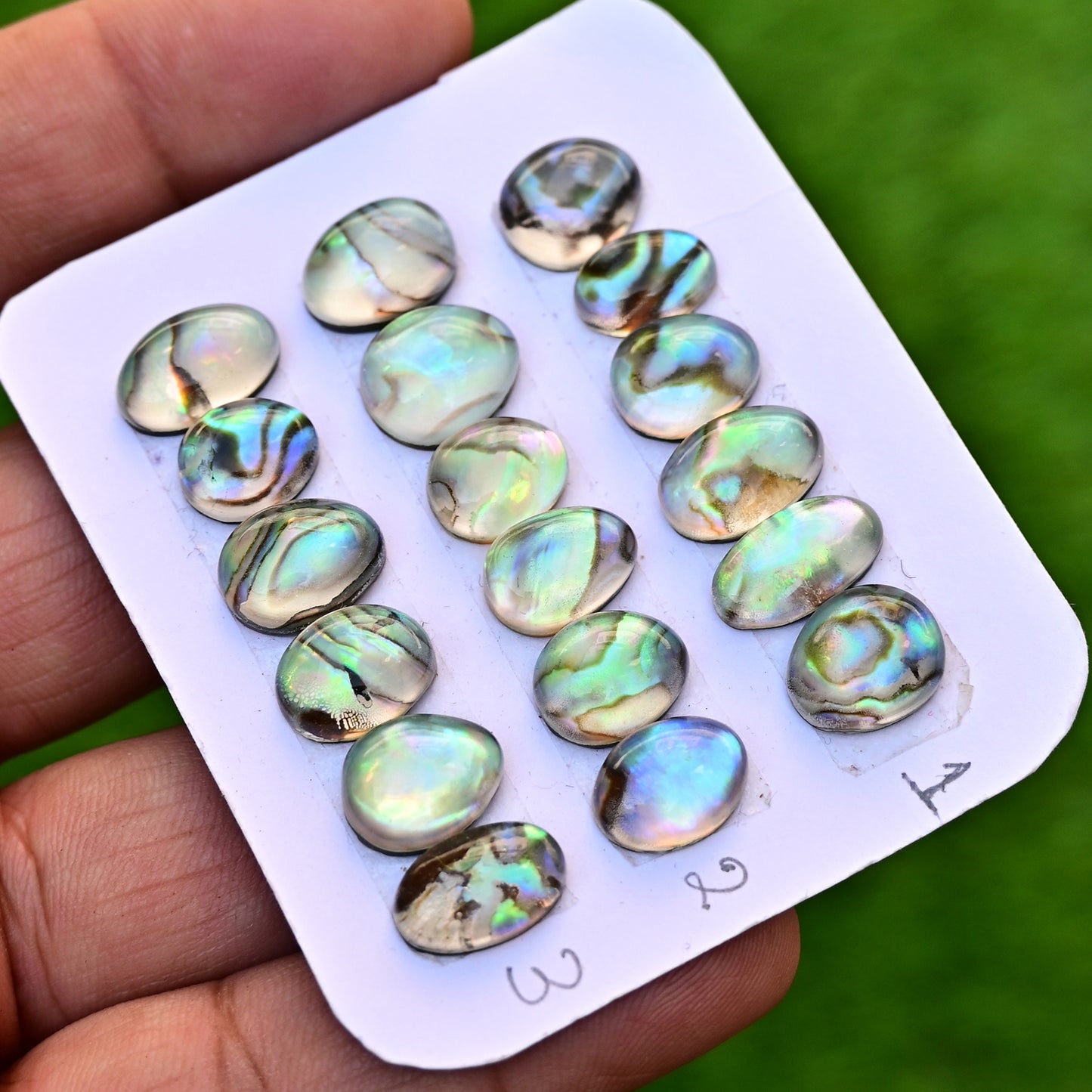 105,8 ct. Abalone-Muschel, glatter Cabochon, 13 x 18 mm – 12 x 16 mm, Edelsteinpaket der Güteklasse AA, insgesamt 10 Stück