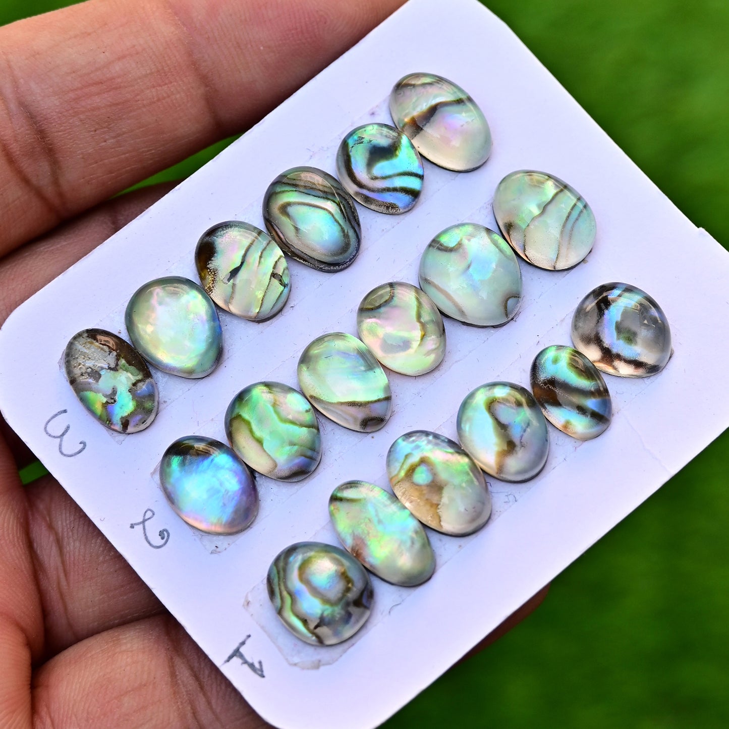 105,8 ct. Abalone-Muschel, glatter Cabochon, 13 x 18 mm – 12 x 16 mm, Edelsteinpaket der Güteklasse AA, insgesamt 10 Stück