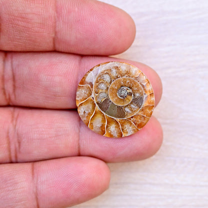 21x27mm - 18x26mm Ammonit Fossil Glatter Cabochon zur Schmuckherstellung Mix Form AA Grade Lose Edelstein - Einzelstück