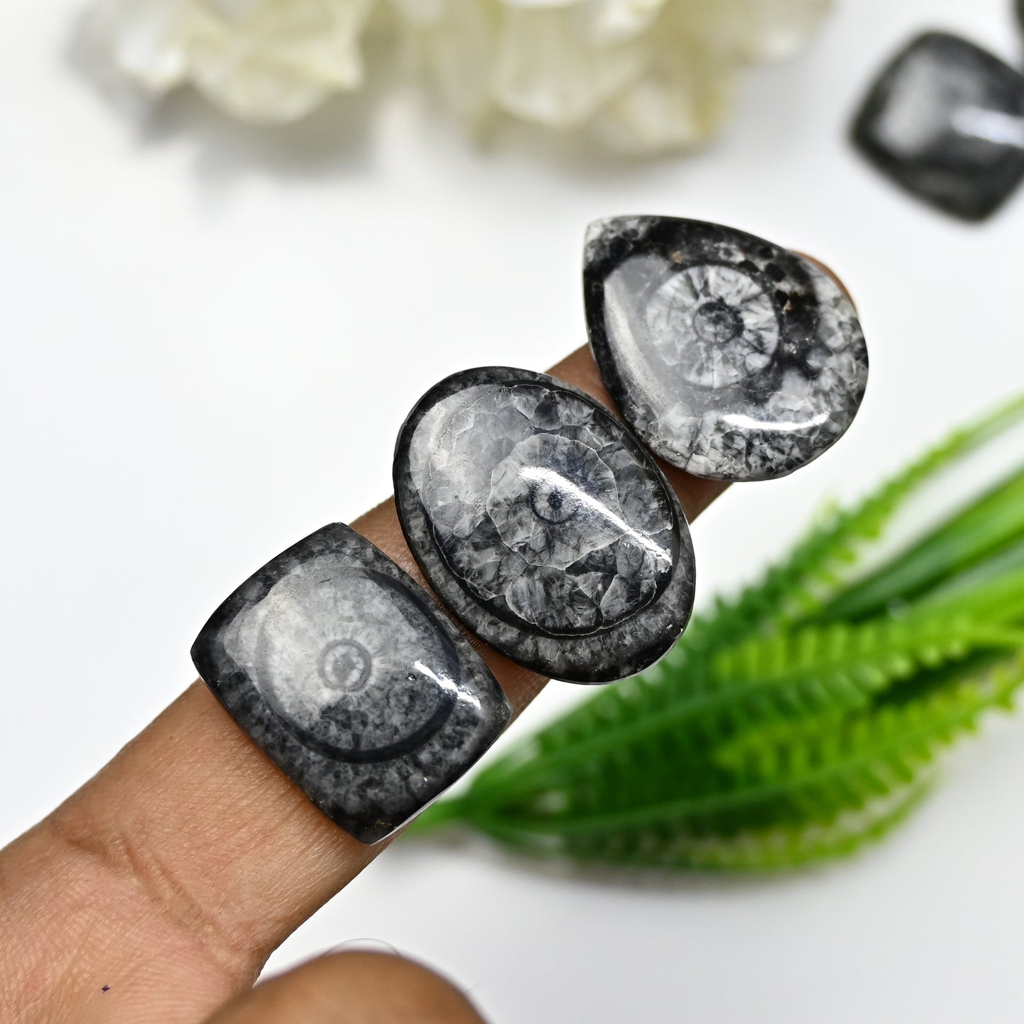 103.7cts Black Horn Coral Smooth Cabochon 18x20mm - 19x27mm Mix Shape AA Grade Gemstone Parcel -Total 7 Pcs