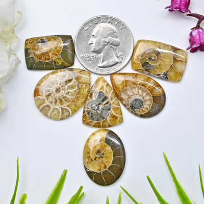 17x23mm - 16x25mm Ammonit Fossil Glatter Cabochon zur Schmuckherstellung Mix Form AA Grade Lose Edelstein - Einzelstück