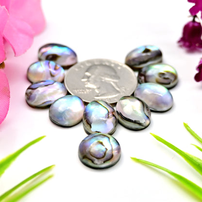 62.3cts Abalone Shell Smooth Cabochon 9x14mm - 13x13mm AA Grade Gemstone Parcel -Total 10 Pcs