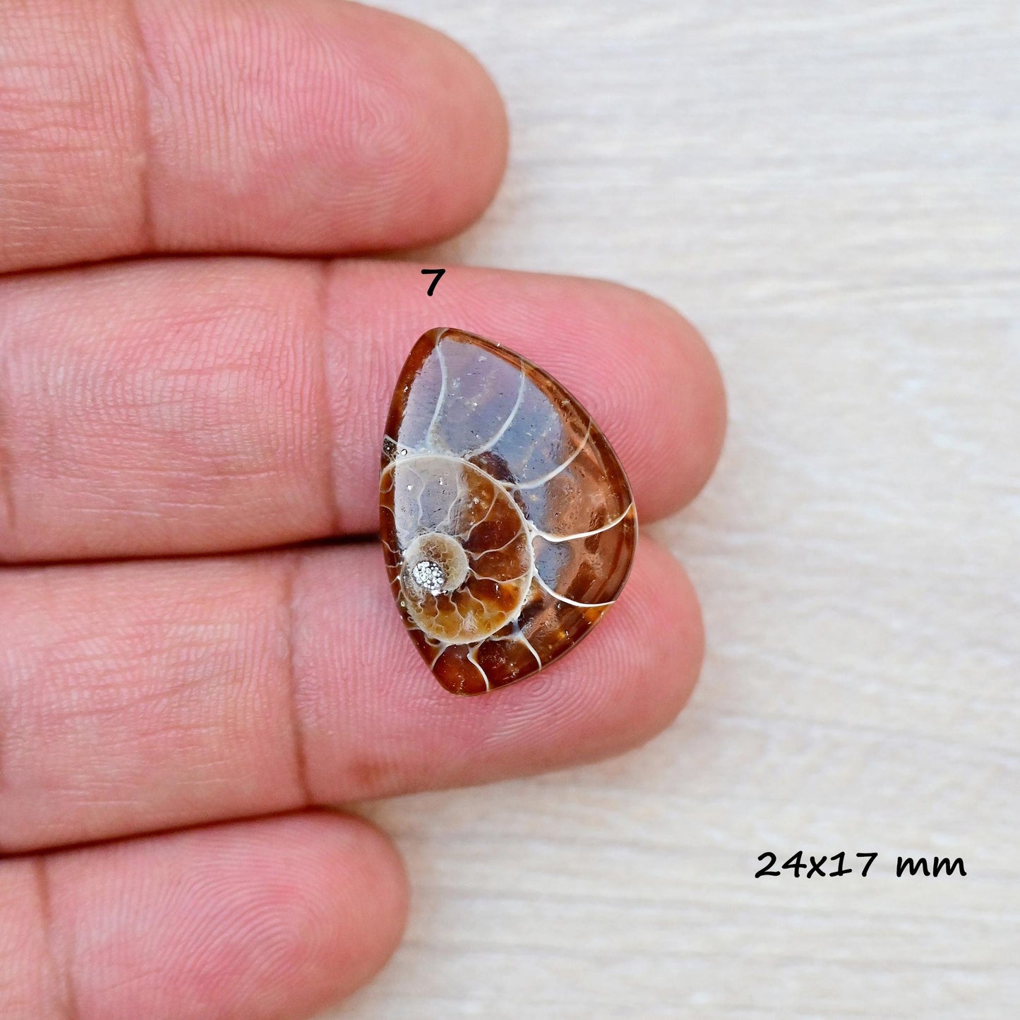 1x Ammonite Smooth Cabochon, 17mm - 28mm Mix Shape Fossil Cabochon Single Piece, Natural Gemstones DIY jewelry Setting Making