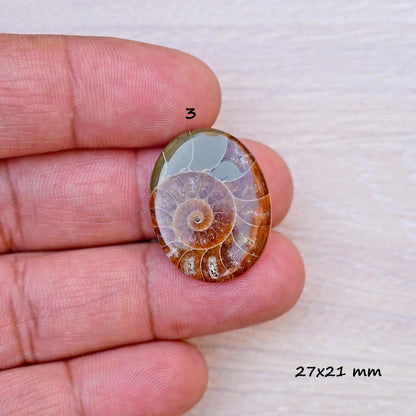 1x Ammonite Smooth Cabochon, 17mm - 28mm Mix Shape Fossil Cabochon Single Piece, Natural Gemstones DIY jewelry Setting Making