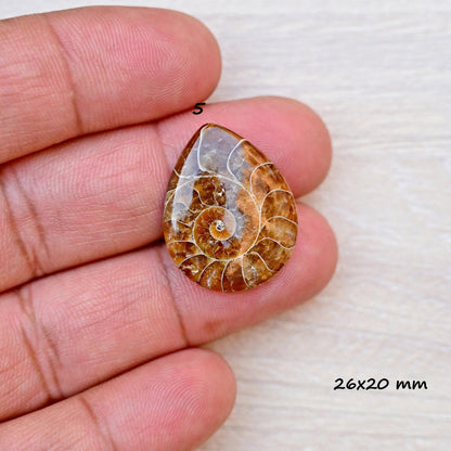 1x Ammonite Smooth Cabochon, 17mm - 28mm Mix Shape Fossil Cabochon Single Piece, Natural Gemstones DIY jewelry Setting Making