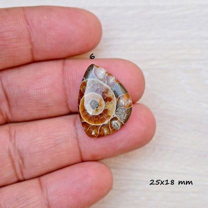 1x Ammonite Smooth Cabochon, 17mm - 28mm Mix Shape Fossil Cabochon Single Piece, Natural Gemstones DIY jewelry Setting Making